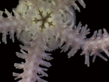 Media type: image; Invertebrate Zoology 144551
